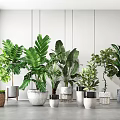 Various Indoor Potted Green Plants With Decorative Planters And Lush Foliage