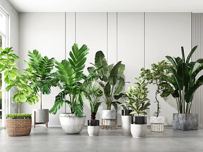 Various Indoor Potted Green Plants With Decorative Planters And Lush Foliage 3d model