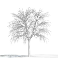 Tall Snow Covered Tree With Delicate Branches Against Clear Blue Sky 3d model