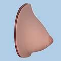 Female Breast Anatomy Structure Showing Mammary Gland Tissue And Duct Details In Medical Illustration