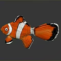 Vibrant Red and White Clownfish with Black Edged Fins on Dark Background Showing Reflection