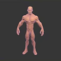 Muscular Male 3D Model Figure Standing With Orange Color And Human Anatomy