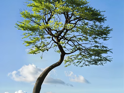 Curved Trunk Arbor With Green Leaves Against Blue Sky And White Clouds 3d model