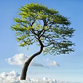 Curved Trunk Arbor With Green Leaves Against Blue Sky And White Clouds