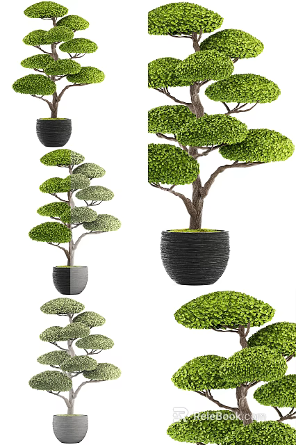 Well Trimmed Bonsai Potted Plants With Round Canopy In Black Ceramic Pots For Decor 3d model 