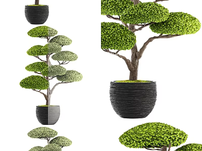 Well Trimmed Bonsai Potted Plants With Round Canopy In Black Ceramic Pots For Decor 3d model