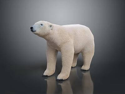 White Polar Bear With Thick Fur Standing On Dark Reflective Surface 3d model