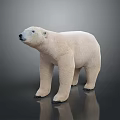 White Polar Bear With Thick Fur Standing On Dark Reflective Surface 3d model
