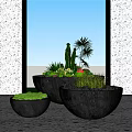 Modern Bonsai Potted Plants In Different Sizes Black Planters With Cactus Palm Greenery