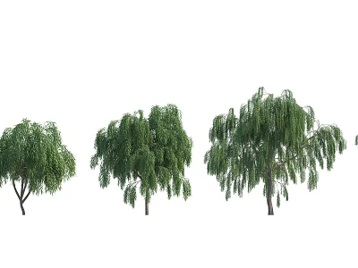 Three Weeping Willow Trees With Green Drooping Branches For Garden Landscape 3d model