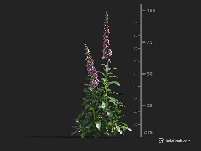 3D Model Foxglove Plant With Purple Flowers Green Leaves Stems And Height Measurement Scale 3d model 