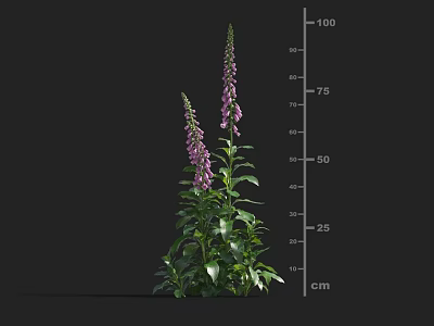 3D Model Foxglove Plant With Purple Flowers Green Leaves Stems And Height Measurement Scale 3d model