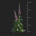 3D Model Foxglove Plant With Purple Flowers Green Leaves Stems And Height Measurement Scale