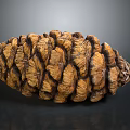 Natural Brown Pine Cone With Detailed Spiral Scales On Dark Background