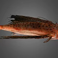 Orange Red Fish With Dark Spots And Large Fins Distinctive Appearance