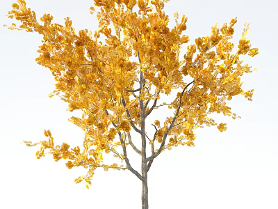 Beautiful Tree With Golden Autumn Leaves Slender Trunk And Lush Branches 3d model