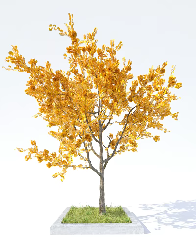 Beautiful Tree With Golden Autumn Leaves Slender Trunk And Lush Branches 3d model