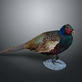 Colorful Pheasant Taxidermy With Vibrant Red Head Green Blue Plumage Long Tail Standing On Base