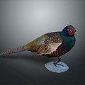 Pheasant Bird Bird Bird Bird Animal Game Animal Cartoon Animal Animal 3d model