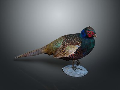 Pheasant Bird Animal Game Animal Cartoon Animal 3d model