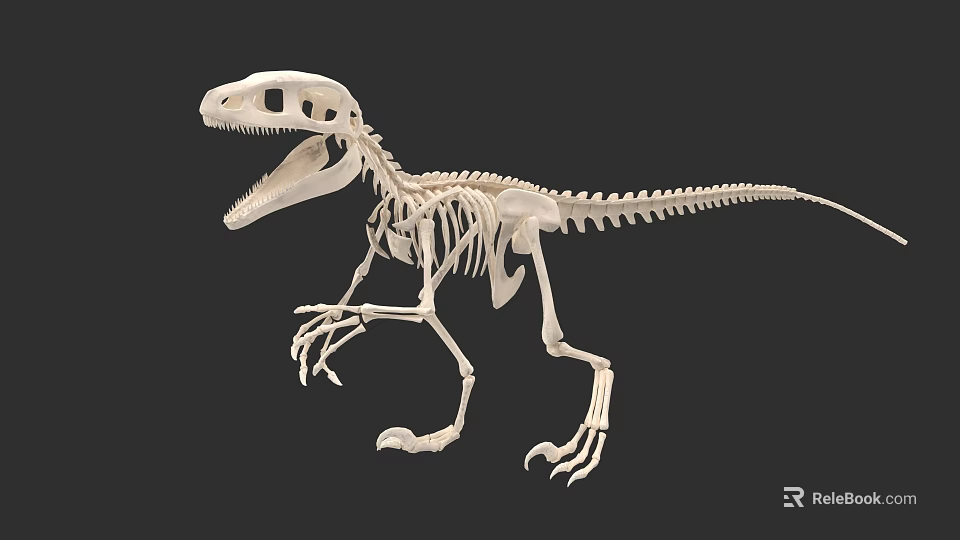 Detailed Reptile Dinosaur Skeleton Showing Articulated Bones in Standing Posture 3d model 