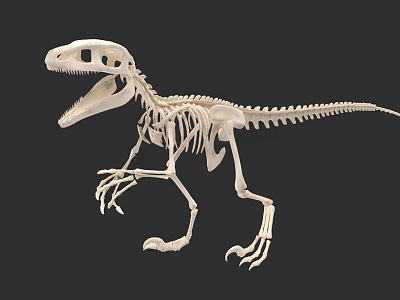 Detailed Reptile Dinosaur Skeleton Showing Articulated Bones in Standing Posture 3d model