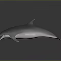Dolphin With Open Mouth And Smooth Body On Dark Reflective Surface