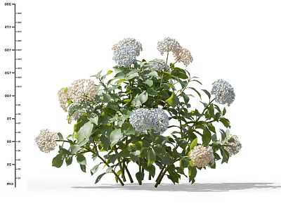 Lush Hydrangea Plant With White And Light Blue Flowers And Green Leaves 3d model