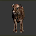 Full Body Brown Cow Standing On Reflective Floor With Gray Background