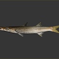 Catfish Carp Sturgeon Bass Freshwater Fish Various Carp Grass Carp Crucian Carp 3d model