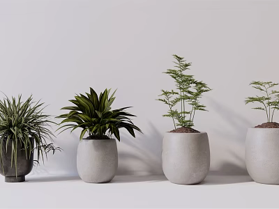 Different Types of Decorative Potted Plants in Ceramic Pots for Indoor Decoration 3d model