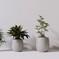 Different Types of Decorative Potted Plants in Ceramic Pots for Indoor Decoration