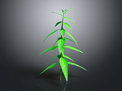 Green Plant With Slender Stem And Multiple Leaves On Gray Background 3d model