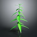 Green Plant With Slender Stem And Multiple Leaves On Gray Background
