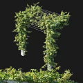 Lush Green Vines Growing On White Garden Trellis With Foliage