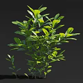 Green Leafy Arbor Tree With Lush Foliage And Natural Growth Pattern 3d model