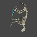 Feline Animal Skeleton Complete Bone Structure For Museum Educational 3d model