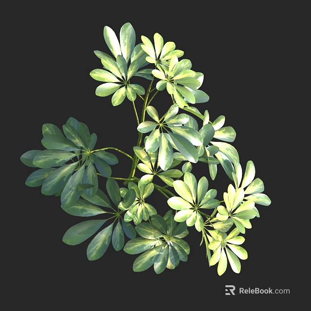 Lush Leafy Green Plants With Palmate Leaves And Vibrant Fresh Foliage For Decor 3d model 