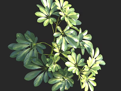 Lush Leafy Green Plants With Palmate Leaves And Vibrant Fresh Foliage For Decor 3d model