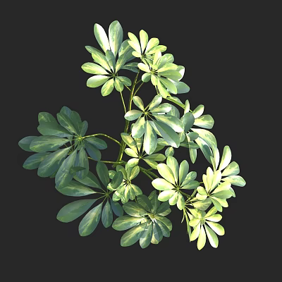 Lush Leafy Green Plants With Palmate Leaves And Vibrant Fresh Foliage For Decor 3d model