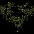 Modern Tree Sycamore 3d model