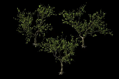 Modern Tree Sycamore 3d model