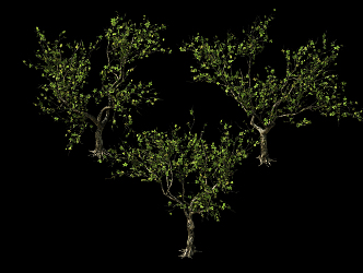 Modern Tree Sycamore 3d model