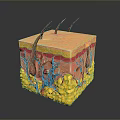 Detailed 3D Skin Structure Model Showing Layers Blood Vessels And Hair Follicles