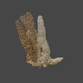 Brown Branched Marine Organism With Detailed Textured Surface And Natural Structure