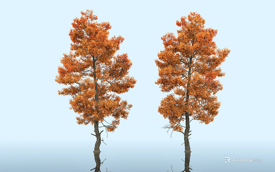 Two Arbor Trees With Orange Red Leaves Against Light Blue Sky 3d model 