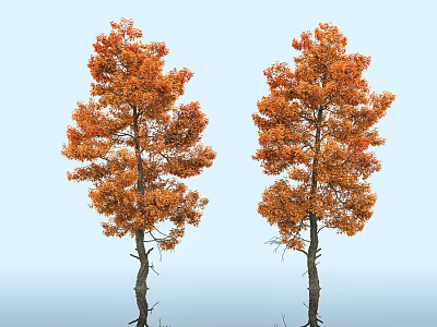 Two Arbor Trees With Orange Red Leaves Against Light Blue Sky 3d model