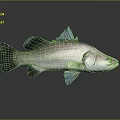 3D Rendered Fish with Silver Body and Blue Fins on Gray Background with Reflection