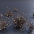 Dried Grass and White Flowers Growing on Moist Surface with Gray Background and Cast Shadows