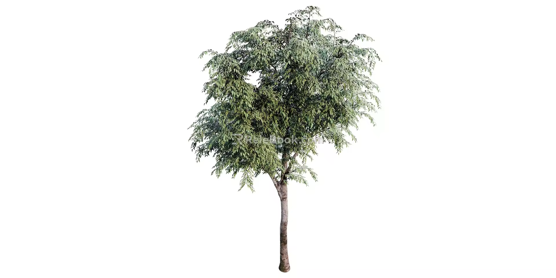 Sapling in Modern Tree 3d model